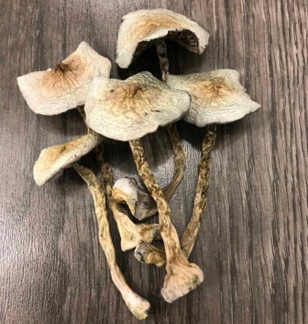 Great White Monster Magic Mushrooms
